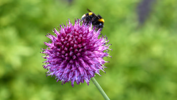Bee on Allium This macro photograph, taken in the late afternoon of a summer day, features a bee perched on a vibrant purple allium flower. The main subject is the bee, which is shown collecting nectar, highlighting the interaction between insects and plants. The focus is on the detailed structure of the allium flower, with its numerous tiny blossoms forming a spherical shape. The image provides a close-up view of the relationships among bees, flowers, and the surrounding greenery, showcasing the essential role of insects in pollinating plants during the summer season. The blurred green background emphasizes the flower and bee, while enhancing the natural beauty of the scene.